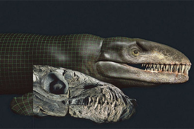 En primer término, cráneo de  Dakosaurus andinienses  y, detrás, un modelo digitalizado de lo que pudiera ser.