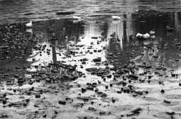 La limpieza del lago de la Ciutadella llega al barro del fondo