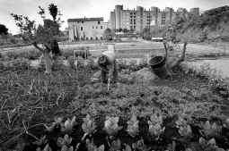 Del sedentarismo a la huerta