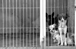 Mataró rescinde el contrato a la empresa de la perrera municipal por sus métodos