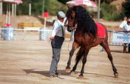 Firagost y caballos en  Valls