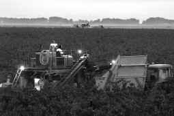 Vendimia nocturna temprana