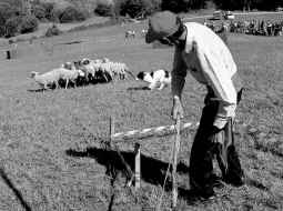 3.000 personas  en el Concurso  de Perros Pastores de Llavorsí