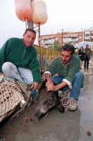 Rescatado un jabalí cinco kilómetros mar adentro