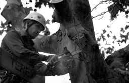 Comienza la poda de 25.000 árboles en Barcelona