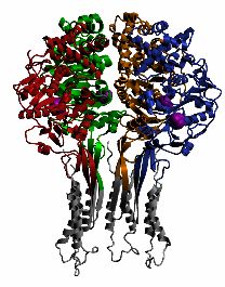Esquema de la proteína TrwB.