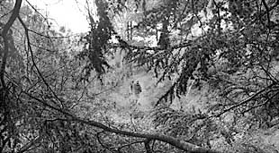 Bosque de pino negral y tejo en El Alcázar de Alcaucín.rnVista de una de las cumbres de Sierra Tejeda.