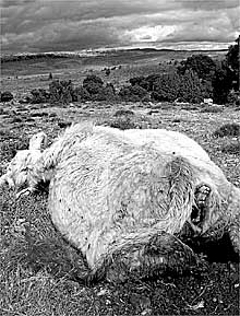 Vaca atacada por los buitres, ayer en Morella.