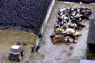 Las reses sacrificadas en la granja donde se ha registrado el primer caso de fiebre aftosa en Francia, ayer, poco antes de ser incineradas.