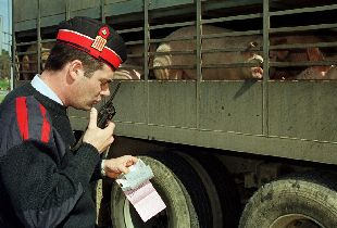 Un agente de los Mossosd'Esquadra comprueba la documentación de un cargamento de cerdos ayer en Girona.