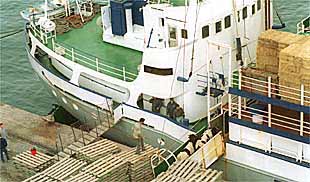 Vacas catalanas rumbo al Líbano