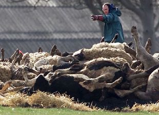 La UE cree que el Reino Unido ocultó durante un mes el brote de fiebre aftosa. En la imagen, animales a punto de ser incinerados en una granja británica.