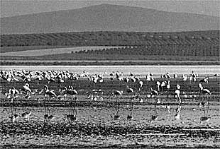 Laguna de Fuente de Piedra.