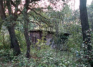 Paraje del bosque donde fue encontrado el niño maltratado.