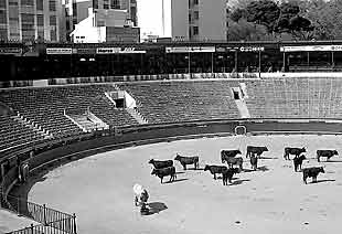 Toros que no han sido lidiados, ayer en el coso de la plaza de Castellón.