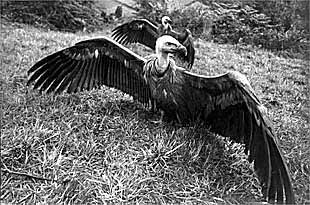 Una pareja de buitres leonados.