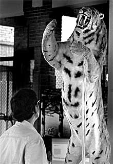 Reconstrucción de un tigre dientes de sable en el Museo de Zoología de Barcelona.