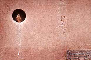 Un cernícalo en el tejado de la escuela del Sagrado Corazón, en Sarrià.