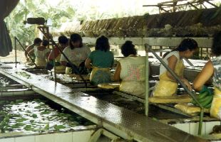 Un grupo de empleadas de Chiquita Brands en Costa Rica lava plátanos.