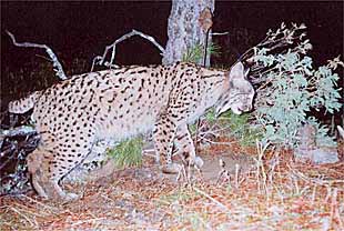 Un lince se desplaza de noche por el parque de Doñana, en una imagen de archivo.