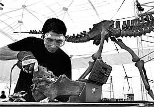 Un técnico ultima en Estepona un esqueleto de la muestra  Los dinosaurios de la Patagonia. 