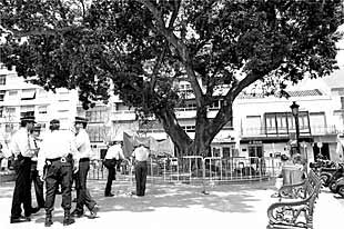 Un grupo de policías, junto al ficus centenario de la Plaza de la Constitución de Fuengirola.