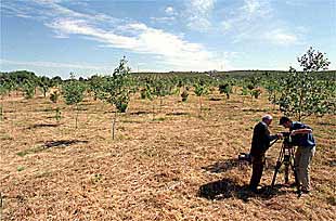 Imagen tomada ayer de los terrenos restaurados en la cuenca del Guadiamar, afectados por la riada tóxica de abril de 1998.