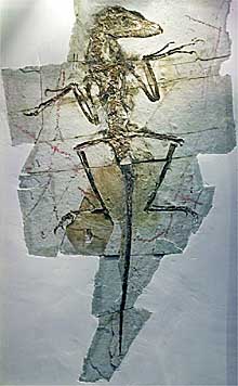 Este pequeño dromeosaurio -un metro de longitud- murió sobre terreno arcilloso hace 125 millones de años. Y fosilizó tan bien que aun hoy se puede ver que su cuerpo estaba cubierto de plumas.