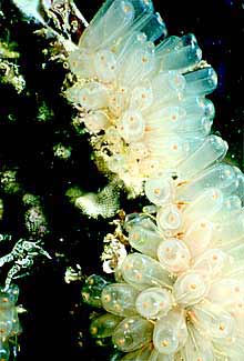 De las colonias de Ecteinscidia turbinata (arriba) se obtiene el fármaco ET-743.