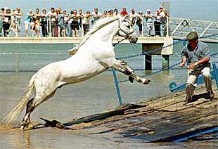 Los aproximadamente 5.000 romeros de la Hermandad del Rocío de Sanlúcar de Barrameda (Cádiz), cruzaron ayer la desembocadura del Guadalquivir camino de la aldea de El Rocío (Huelva).