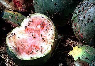 Sandías afectadas por el virus de la vena amarilla.