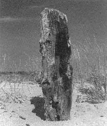    Los árboles naufragados,  obra de José Badía tomada en La Gola (Girona) en 1997.