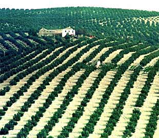 Vista de un olivar jiennense.