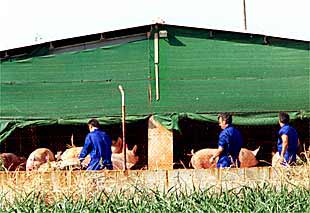 Imagen de la granja de Castellserà, donde ayer se iniciaron los sacrificios de cerdos.