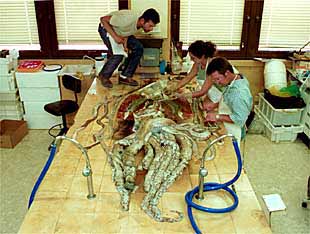 Imagen del calamar capturado.