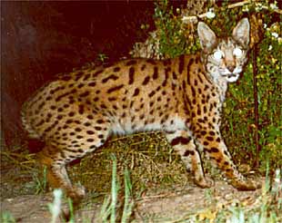 El lince    Rada,  en una imagen tomada por una    trampa fotográfica  cerca de Doñana.