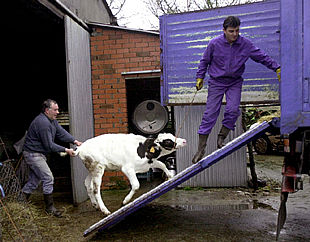 Una ternera gallega es retirada para su destrucción por ser compañera de granja de una  vaca loca .