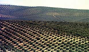 Un mar de olivos en el paisaje de Martos (Jaén), el mayor municipio olivarero.
