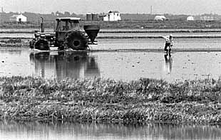 Un agricultor siembra arroz en el entorno de Doñana.