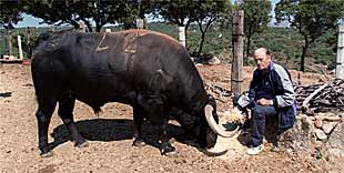 El maestro Chenel, con  Romerito , el semental al que cuenta sus cosas y que le come en la mano.
