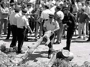 La policía custodia los árboles talados en la Plaza del Castillo.