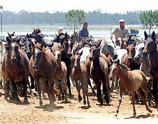 Saca de yeguas en El Rocío, el pasado 27 de junio.