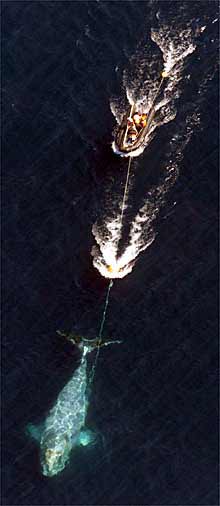 Un equipo de científicos trata de sedar a una ballena franca (hasta 100 toneladas) en Provincetown, Massachusets, el pasado día 14.