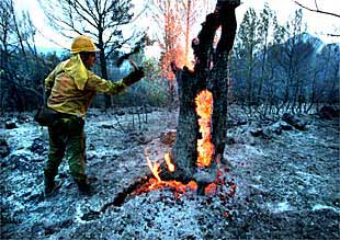El fuego arrasa 12 hectáreas de pinos adultos en Orba