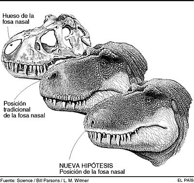 Dinosaurios con las narices en su sitio