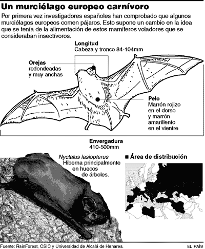 Un murciélago europeo carnívoro.