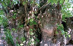 Tronco del almez de la partida de L'Horta la Bassa, en Banyeres de Mariola.