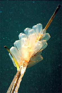    Ecteinascidia turbinata. 