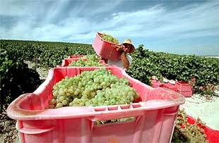 Los productores de uva de la campiña de Jerez preven recoger 100 millones de kilos