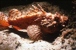 Aspecto que presenta en la actualidad el fondo marino del islote de Benidorm.